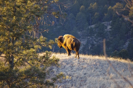 Buffalo Image