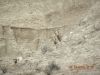 Bighorns_on_Cedar_Butte.jpg Image